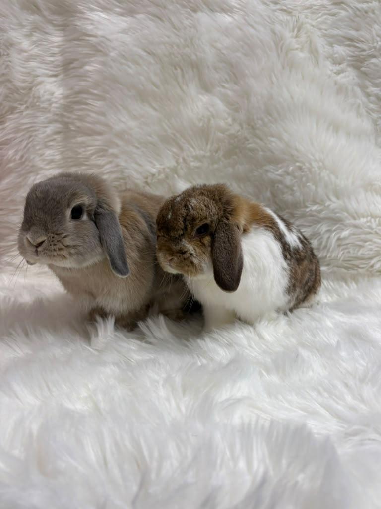 Enlarge Butters & Scotch, an adopted Lop Eared in Fountain Valley, CA image 5/5
