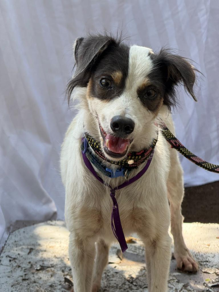 Enlarge Panchita, a Adoptable mixed breed in San Diego, CA image 1/3