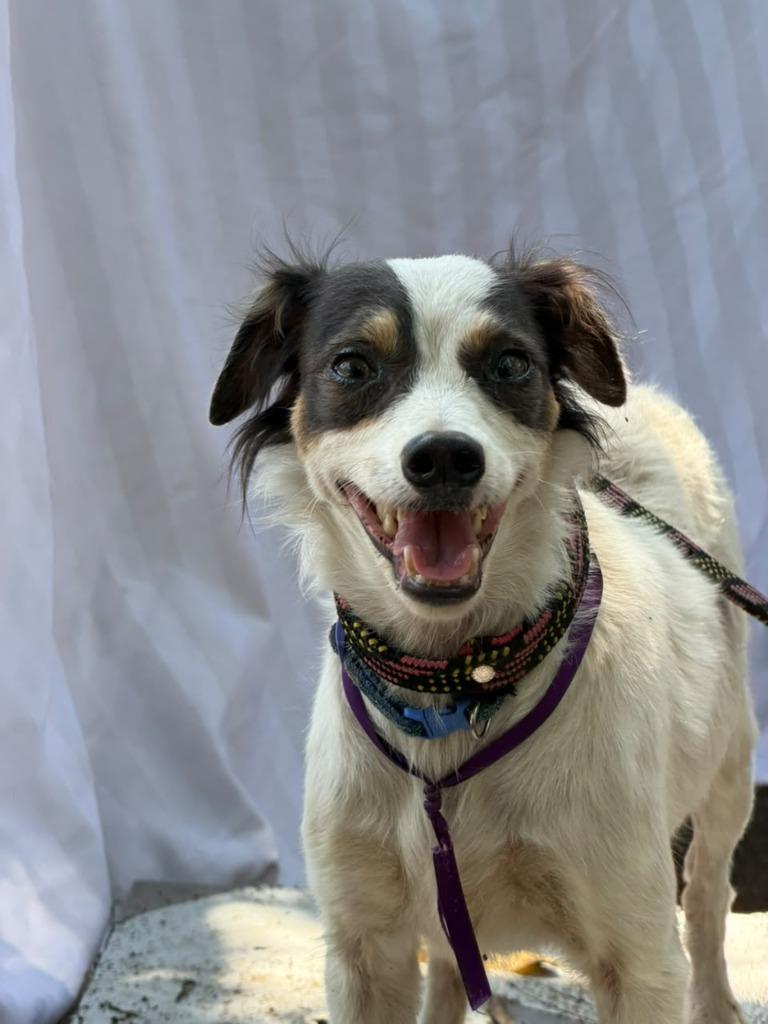 Enlarge Panchita, a Adoptable mixed breed in San Diego, CA image 2/3