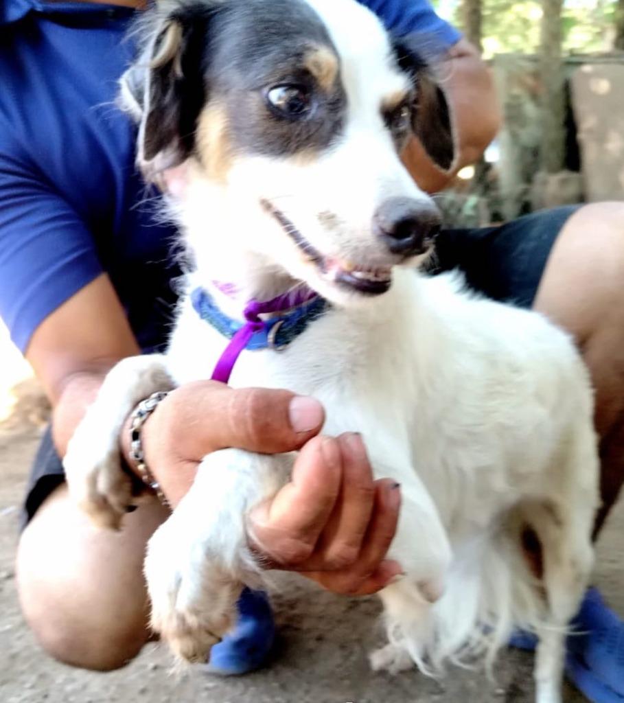 Enlarge Panchita, a Adoptable mixed breed in San Diego, CA image 3/3