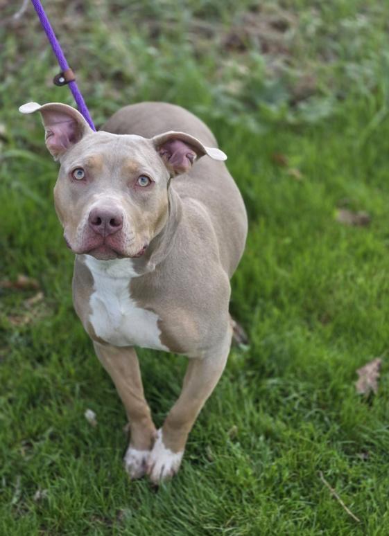 Enlarge Ivy, an adoptable mixed breed in Hamilton, ON image 2/3