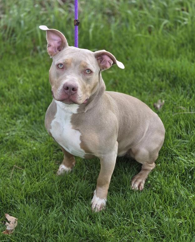 Enlarge Ivy, an adoptable mixed breed in Hamilton, ON image 1/3