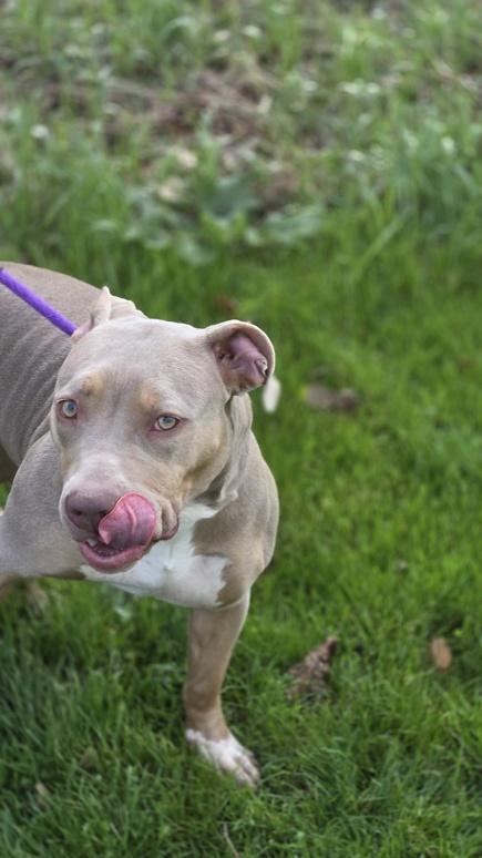 Enlarge Ivy, an adoptable mixed breed in Hamilton, ON image 3/3