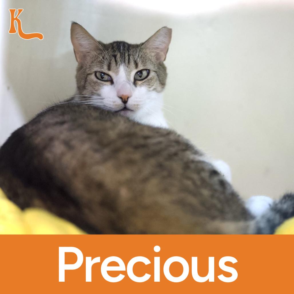 Cassie (AKA Precious), Adoptable, Adult Female Domestic Short Hair.