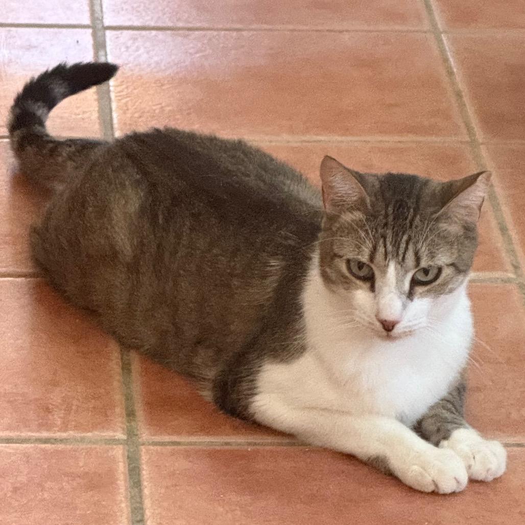 Enlarge Cassie (AKA Precious), a Adoptable Domestic Short Hair in Desert Hot Springs, CA image 2/3