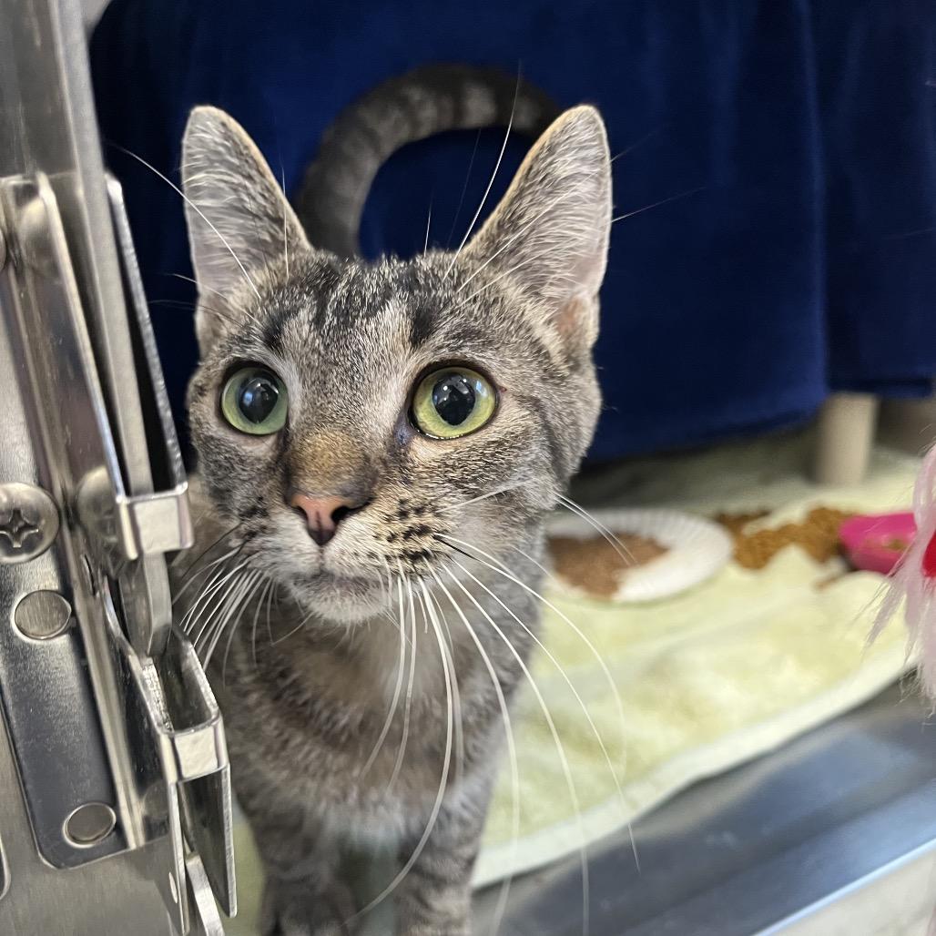 Electron, Adoptable, Young Female Domestic Short Hair.