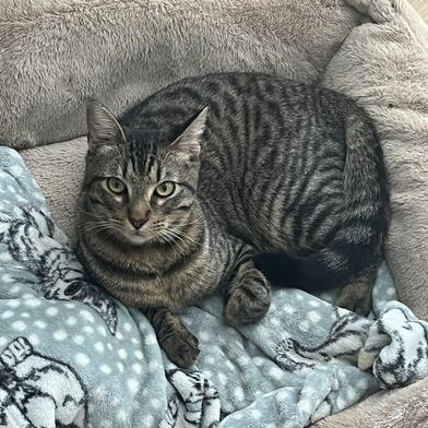 Napoleon — thumbnail 2