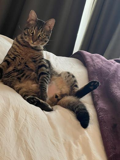 Napoleon — thumbnail 3