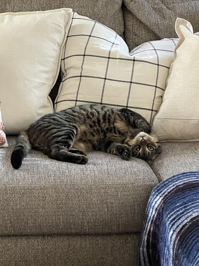 Napoleon — thumbnail 6