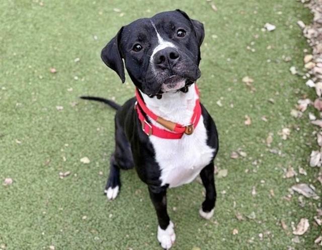 BUBBA, Adoptable, Adult Male Pit Bull Terrier.