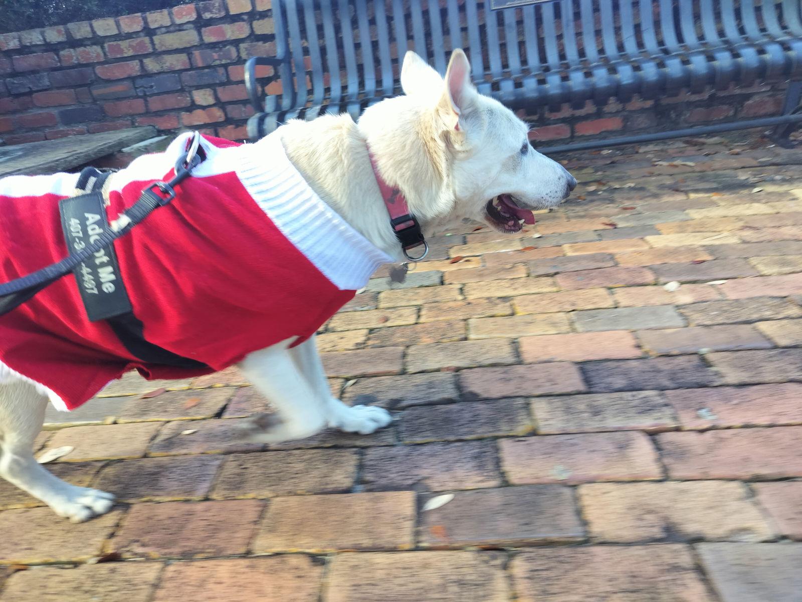 Princess, Adoptable, Adult Female Labrador Retriever.