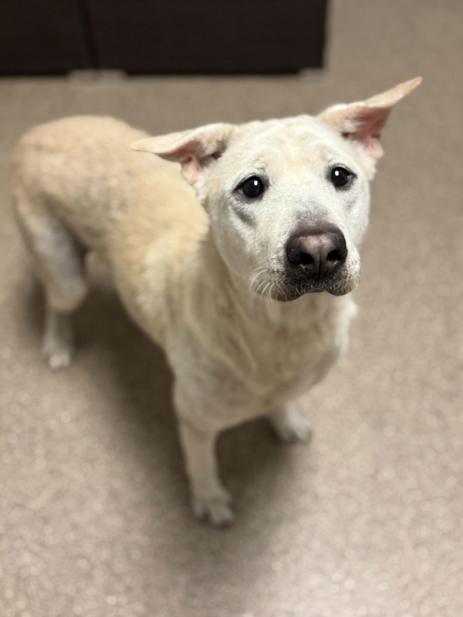 Princess, Adoptable, Adult Female Labrador Retriever.