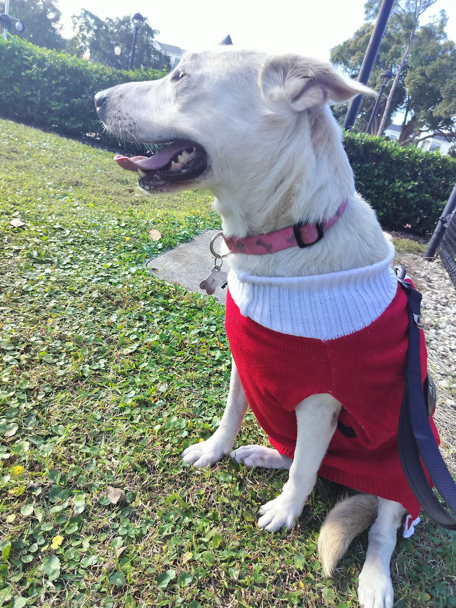 Enlarge Princess, a Adoptable Labrador Retriever in Sanford, FL image 2/3