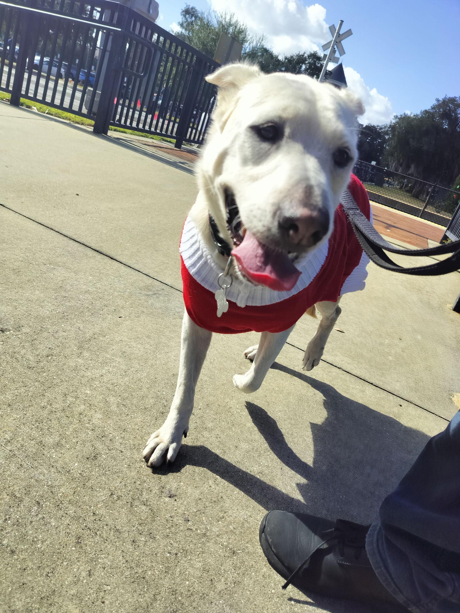 Enlarge Princess, a Adoptable Labrador Retriever in Sanford, FL image 3/3
