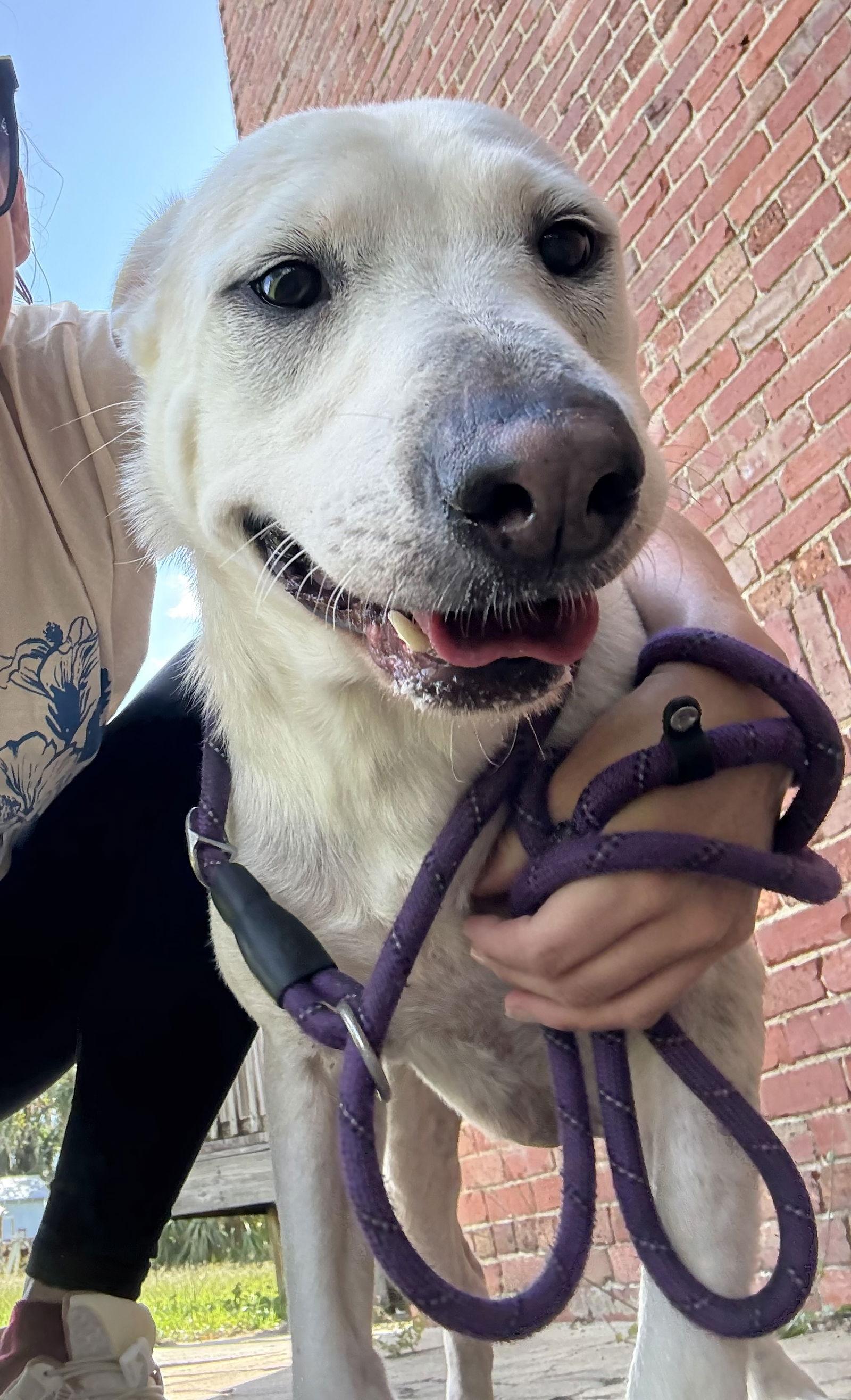 Princess, a Adoptable Labrador Retriever in Sanford, FL image 2/3