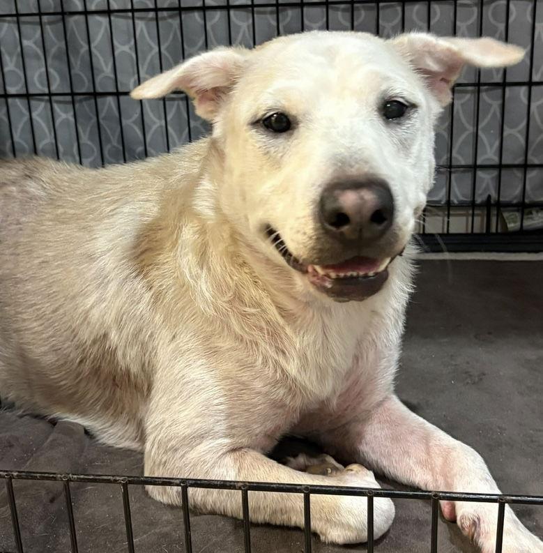 Princess, a Adoptable Labrador Retriever in Sanford, FL image 3/3