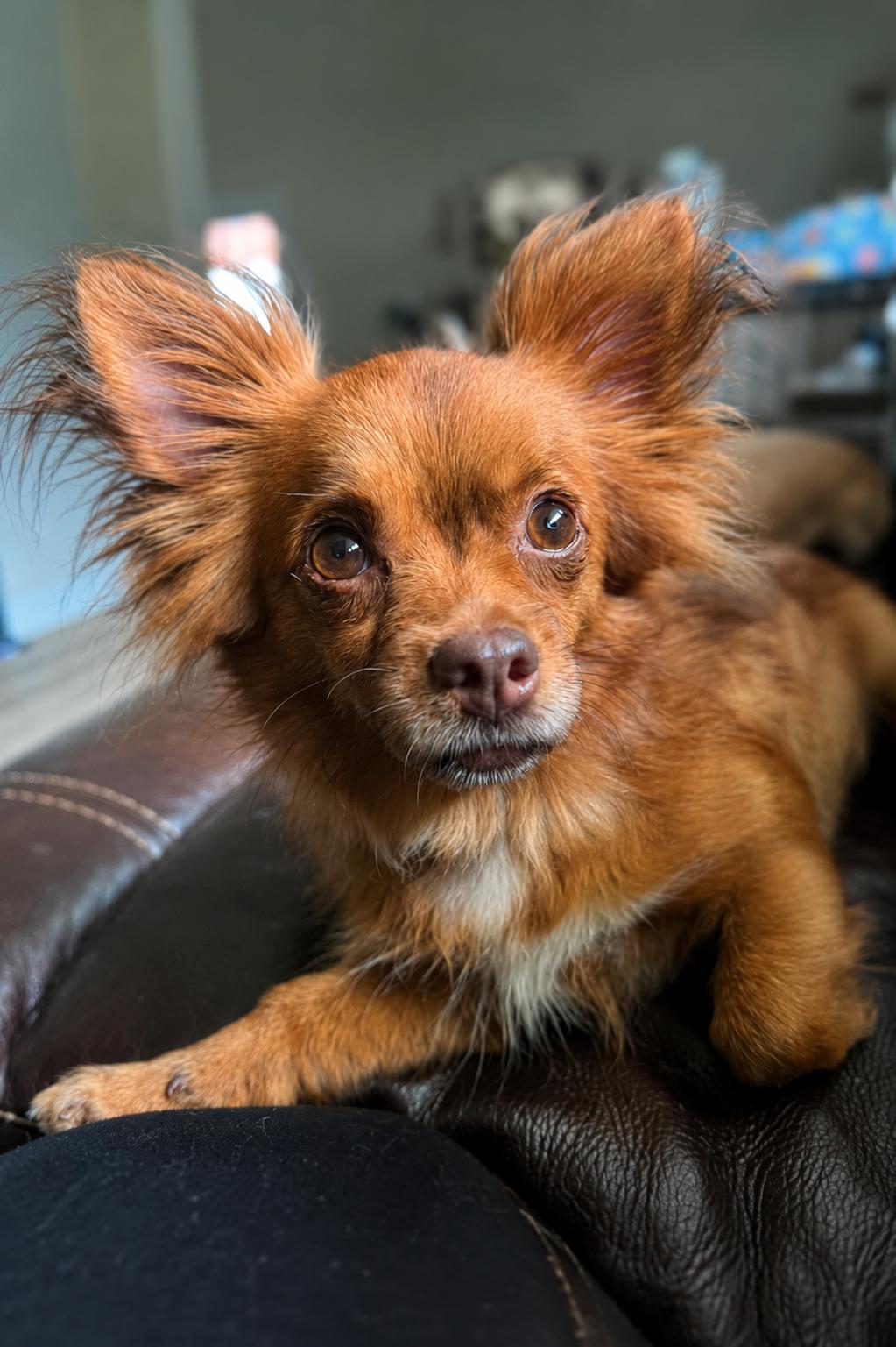 Enlarge Clarice, a Adopted Chihuahua in warrenville, SC image 3/6