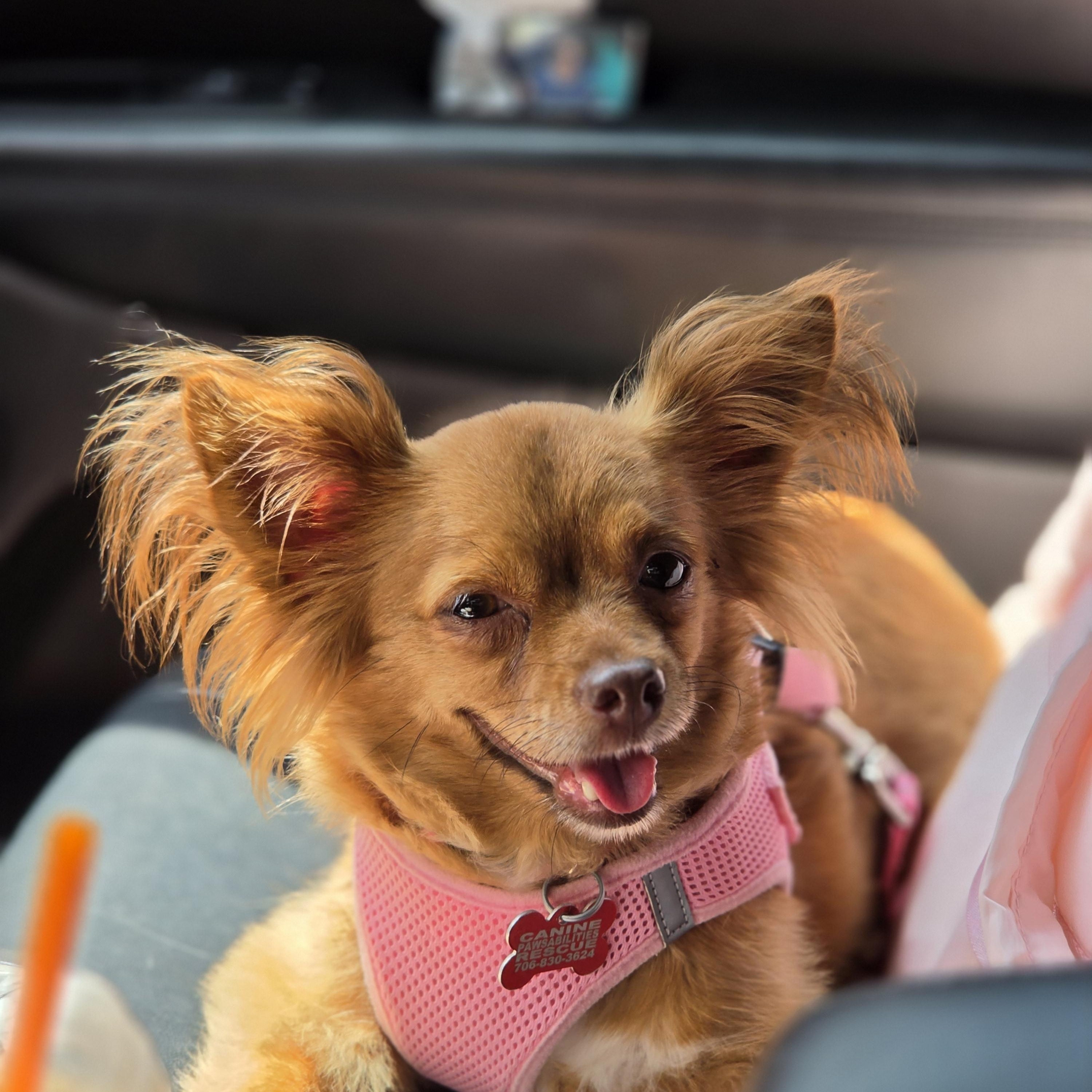 Clarice, Adopted, Adult Female Chihuahua.