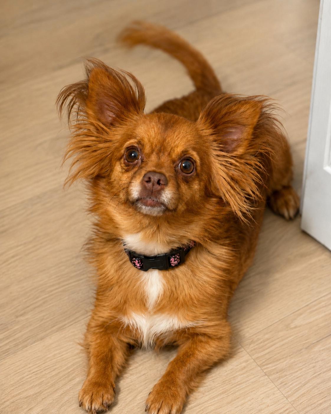 Enlarge Clarice, a Adopted Chihuahua in warrenville, SC image 2/6