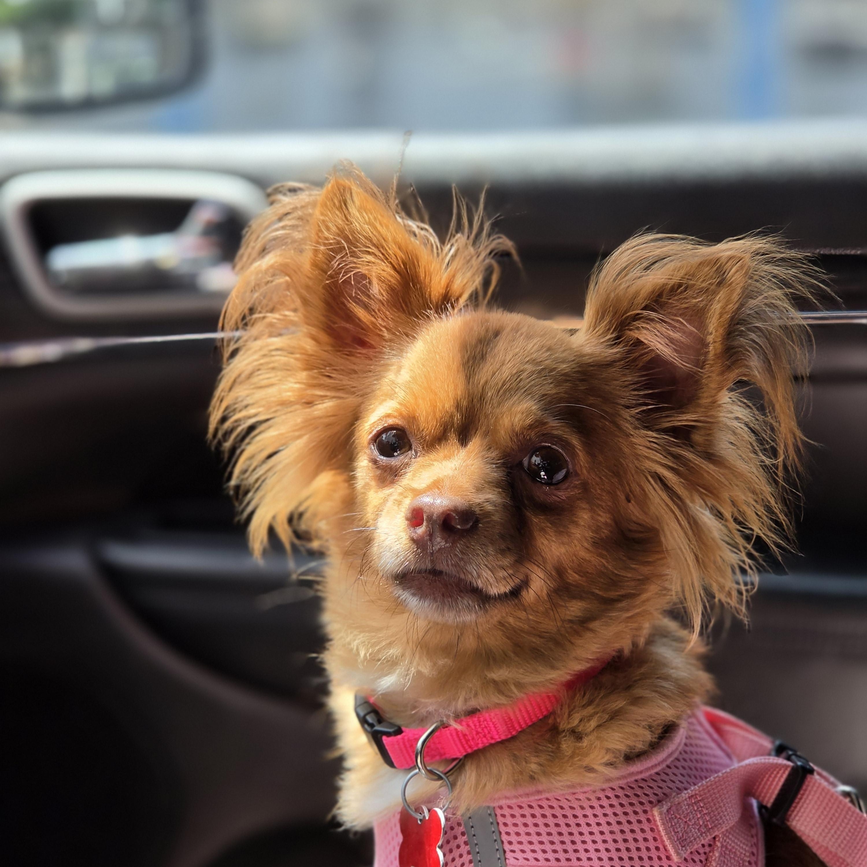 Enlarge Clarice, a Adopted Chihuahua in warrenville, SC image 6/6