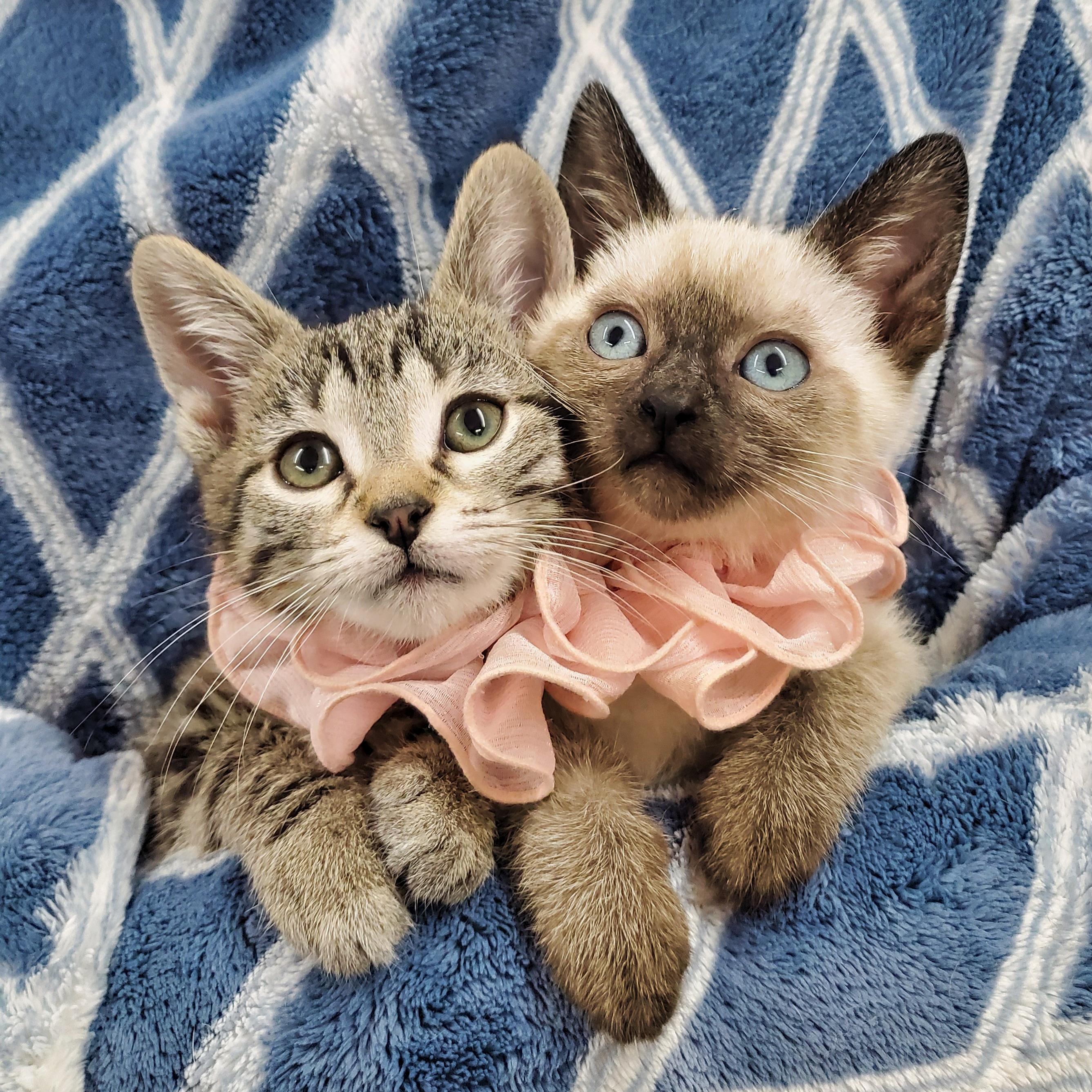 Zilla & Calibri, adopted, Kitten Female Siamese & Domestic Short Hair.