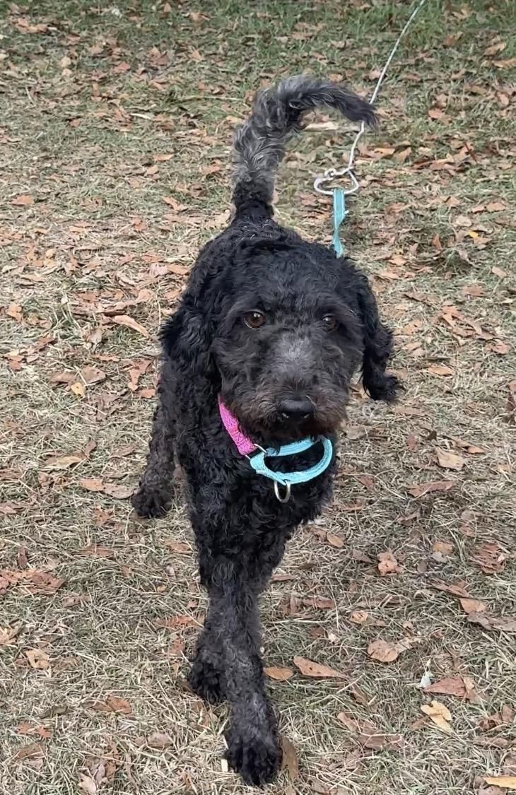 Pepper, adopted, Young Female Bernadoodle.