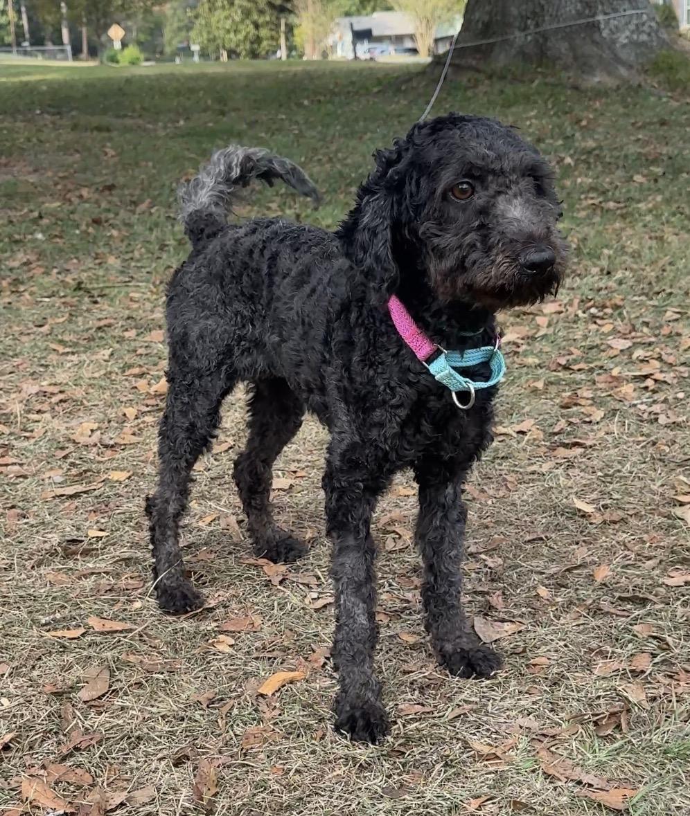 Enlarge Pepper, an adopted Bernadoodle in Falmouth, MA image 2/4