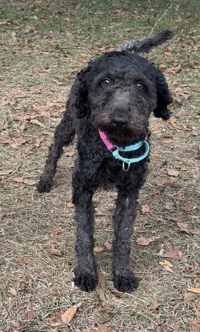 Enlarge Pepper, an adopted Bernadoodle in Falmouth, MA image 3/4
