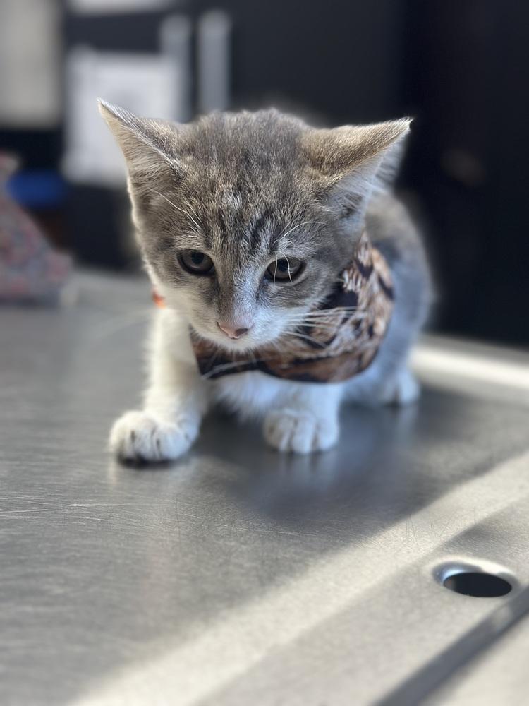Pippin (Pippi), Adoptable, Kitten Female Domestic Short Hair & American Shorthair.