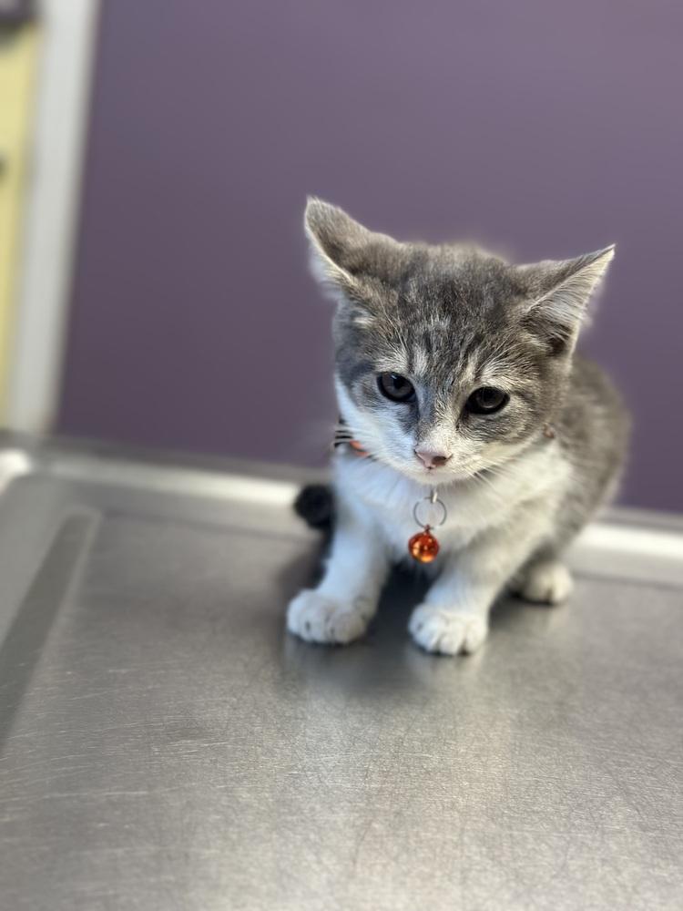Enlarge Pippin (Pippi), a Adoptable mixed breed in Crescent City, FL image 2/4