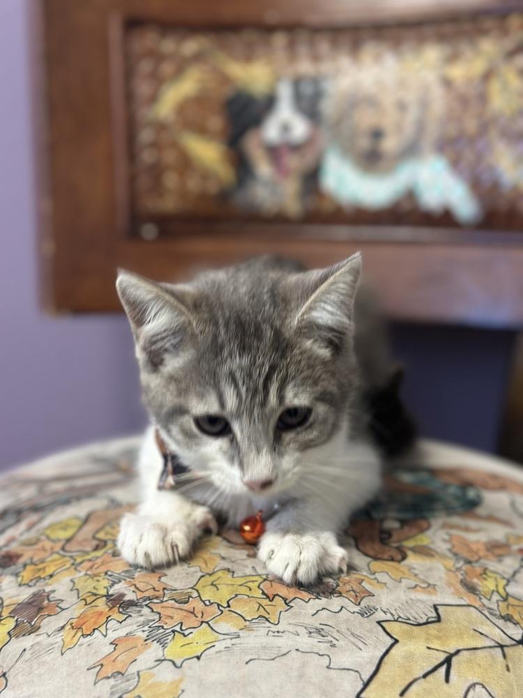 Enlarge Pippin (Pippi), a Adoptable mixed breed in Crescent City, FL image 3/4
