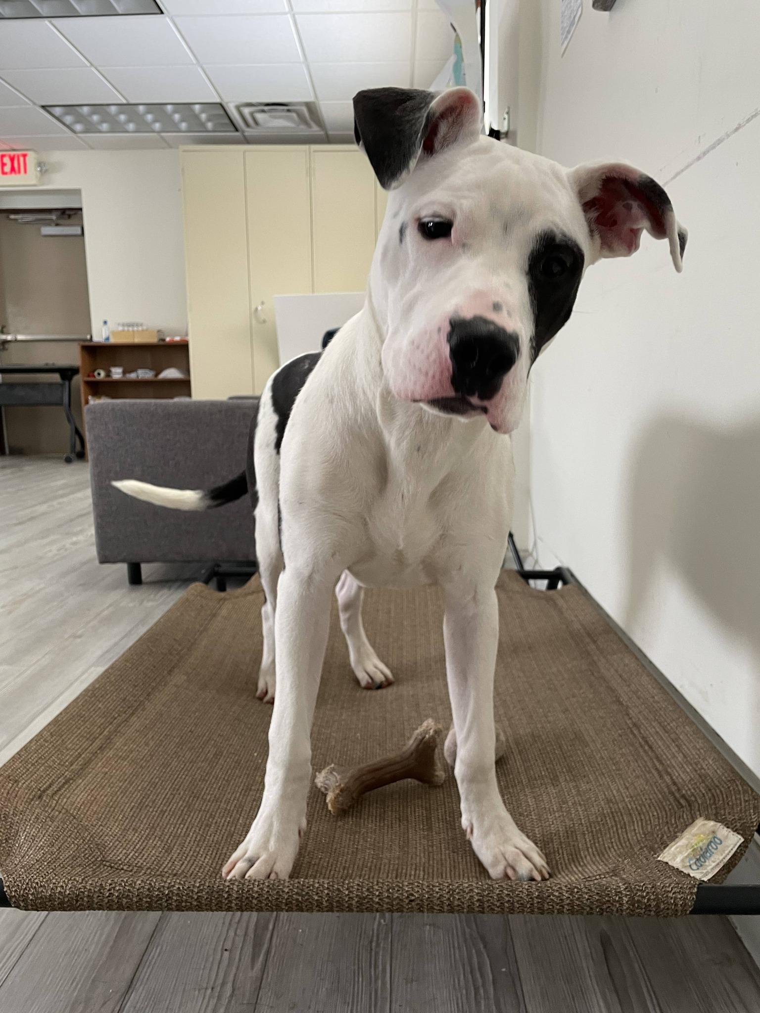 Enlarge Ghost, a ADOPTABLE mixed breed in South Bend, IN image 2/3