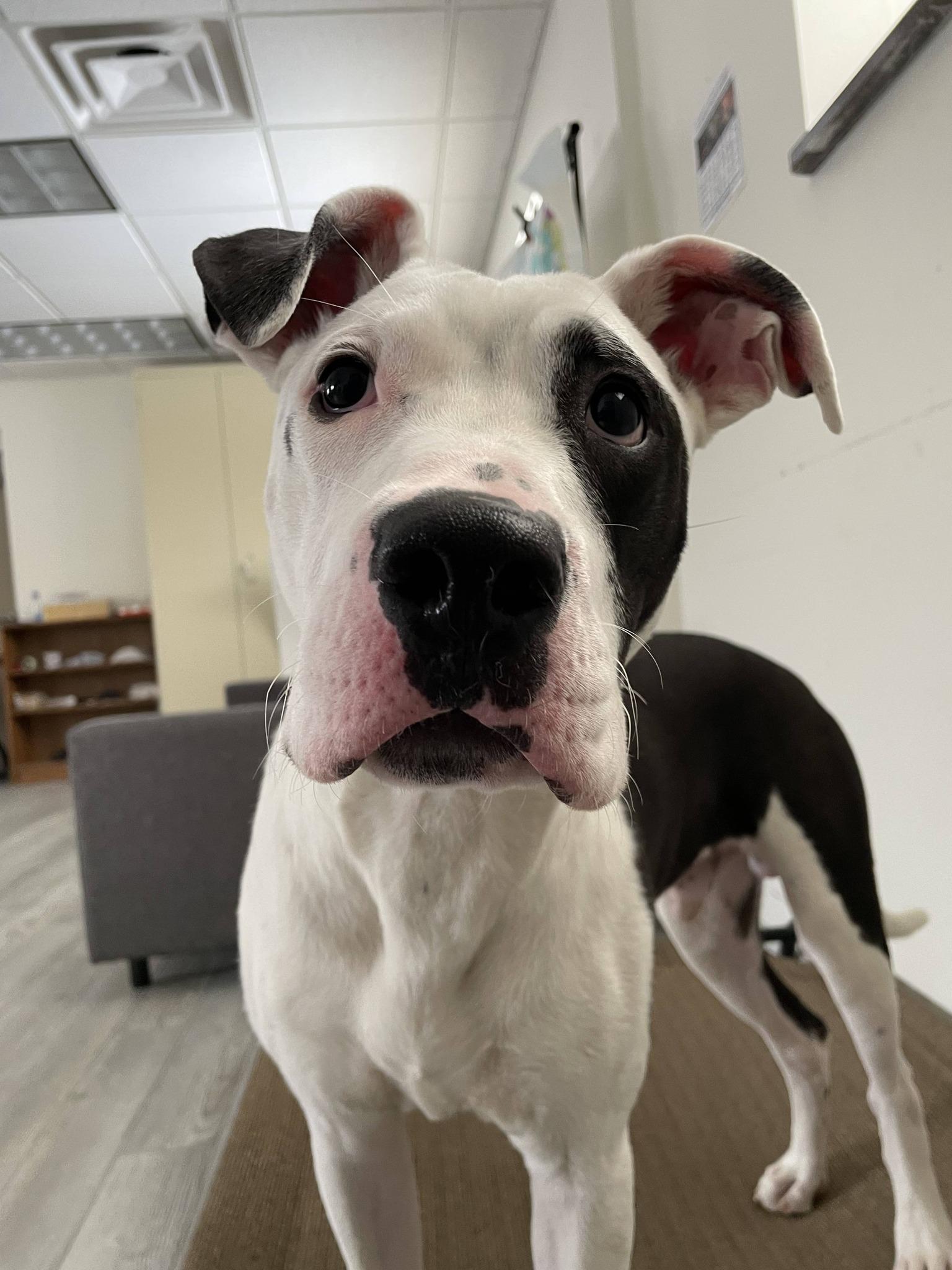 Enlarge Ghost, a ADOPTABLE mixed breed in South Bend, IN image 3/3