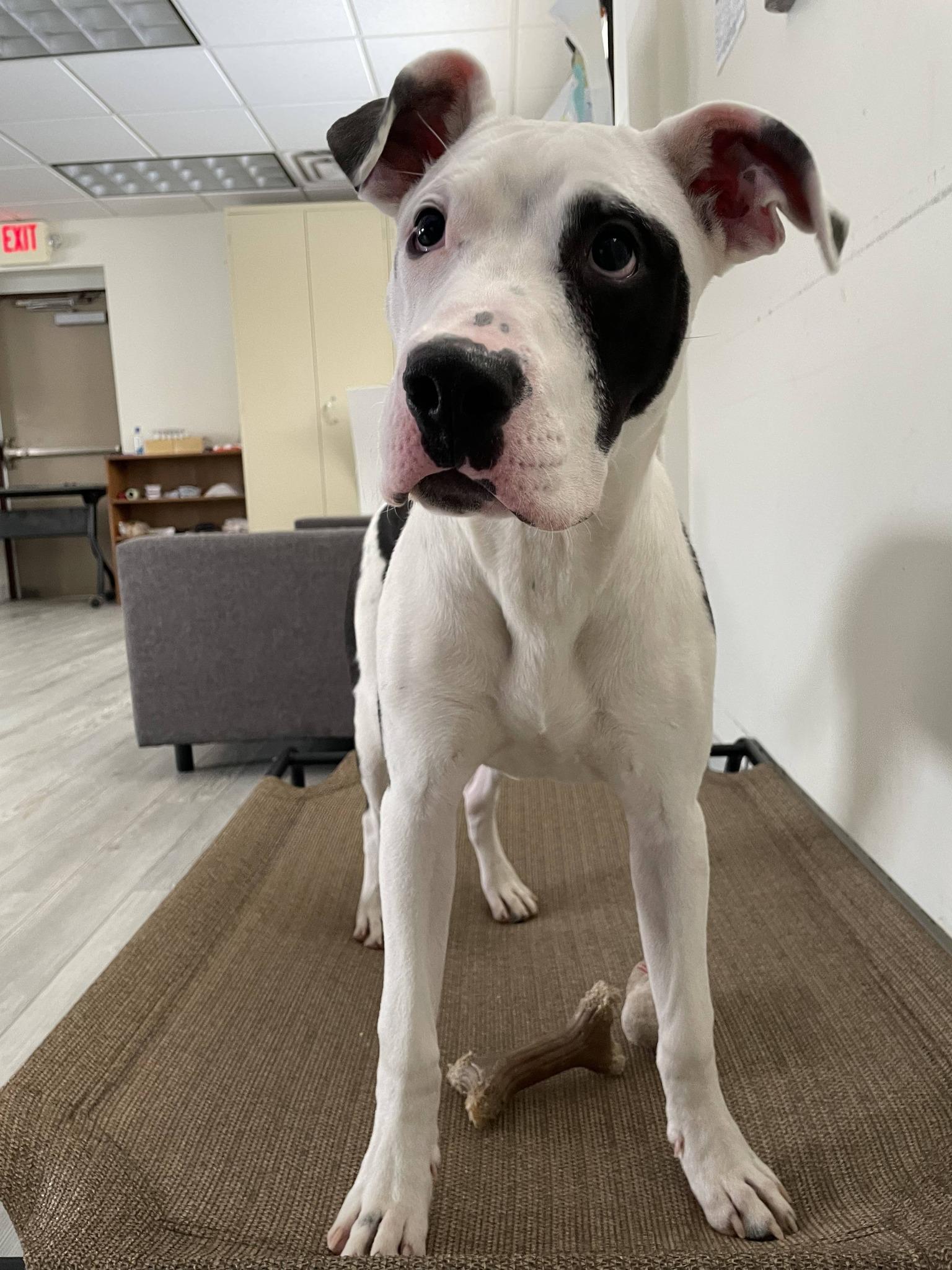 Ghost, ADOPTABLE, Young Male Pit Bull Terrier.