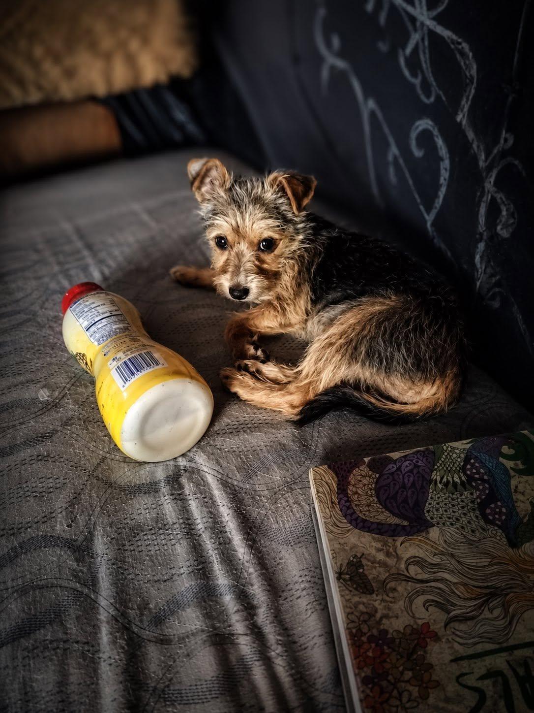 Tina, an adopted mixed breed in Agua Dulce, CA image 3/4