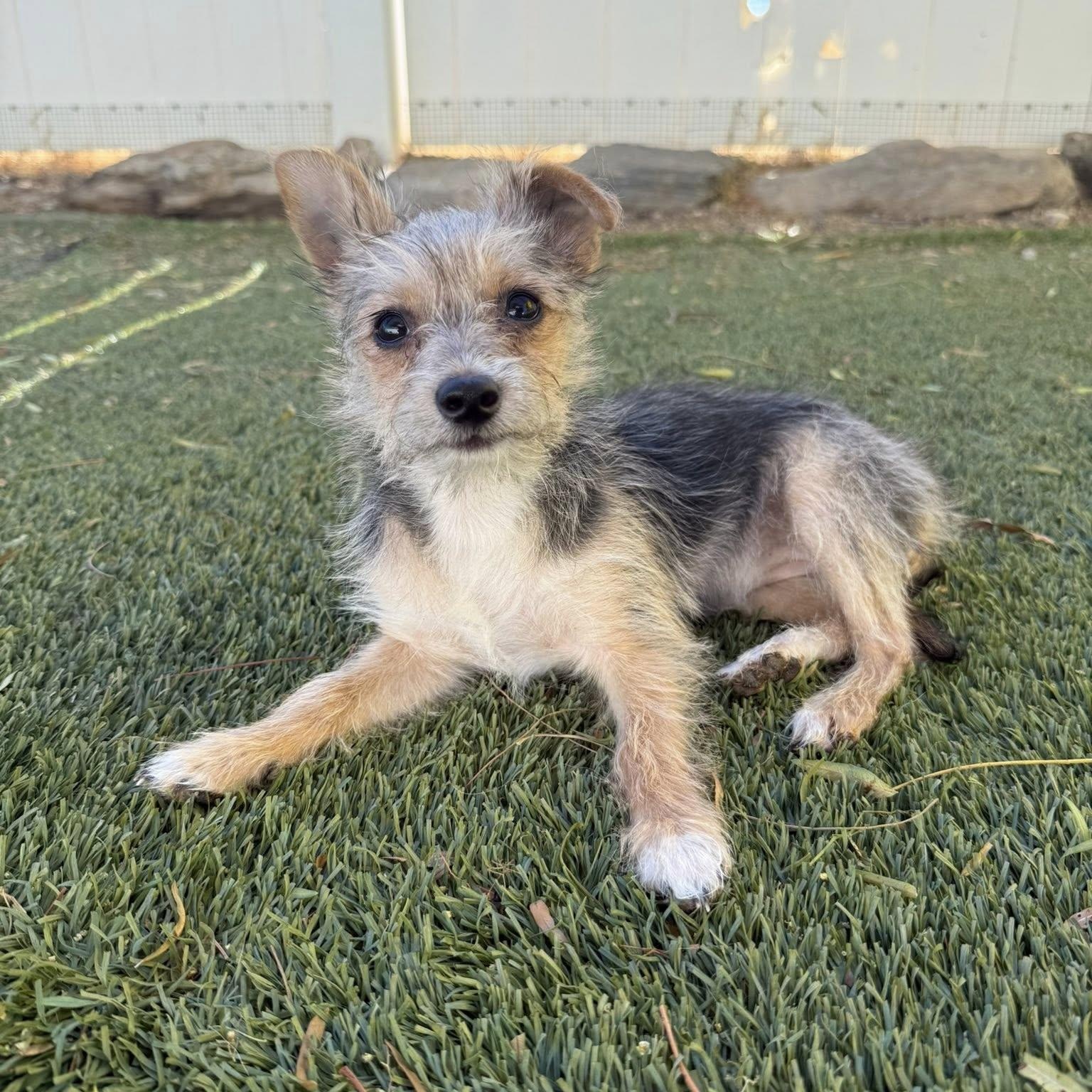 Tina, adopted, Puppy Female Yorkshire Terrier.