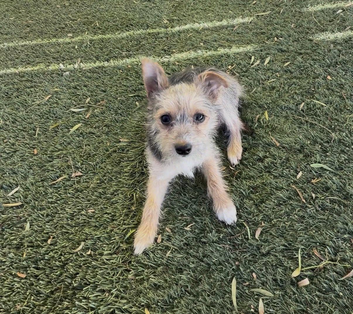 Tina, an adopted mixed breed in Agua Dulce, CA image 2/4