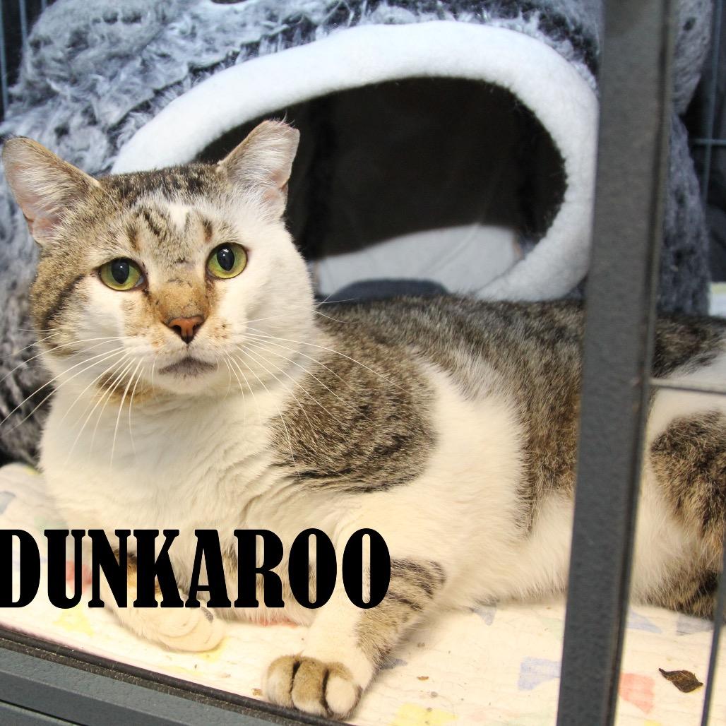 Dunkaroo, Adoptable, Adult Male Domestic Short Hair.