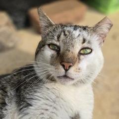 Dunkaroo, a Adoptable Domestic Short Hair in Mooresville, NC image 2/2