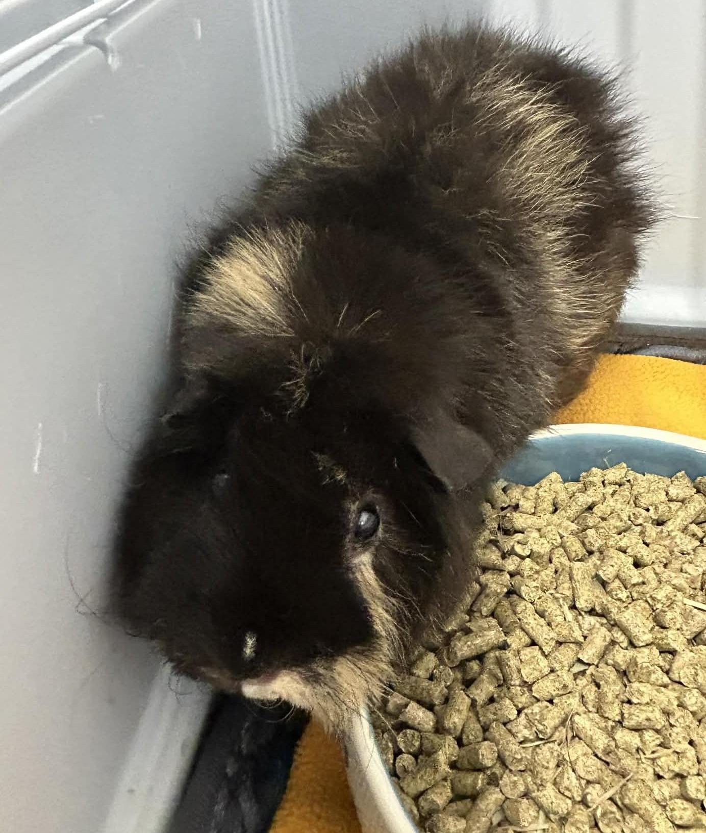 Enlarge Saffron & Willow, a ADOPTABLE mixed breed in Wakefield, RI image 3/3