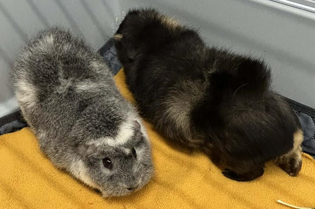 Saffron & Willow, ADOPTABLE, Baby Female Guinea Pig.