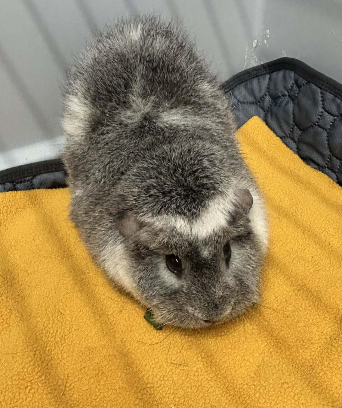 Enlarge Saffron & Willow, a ADOPTABLE mixed breed in Wakefield, RI image 2/3