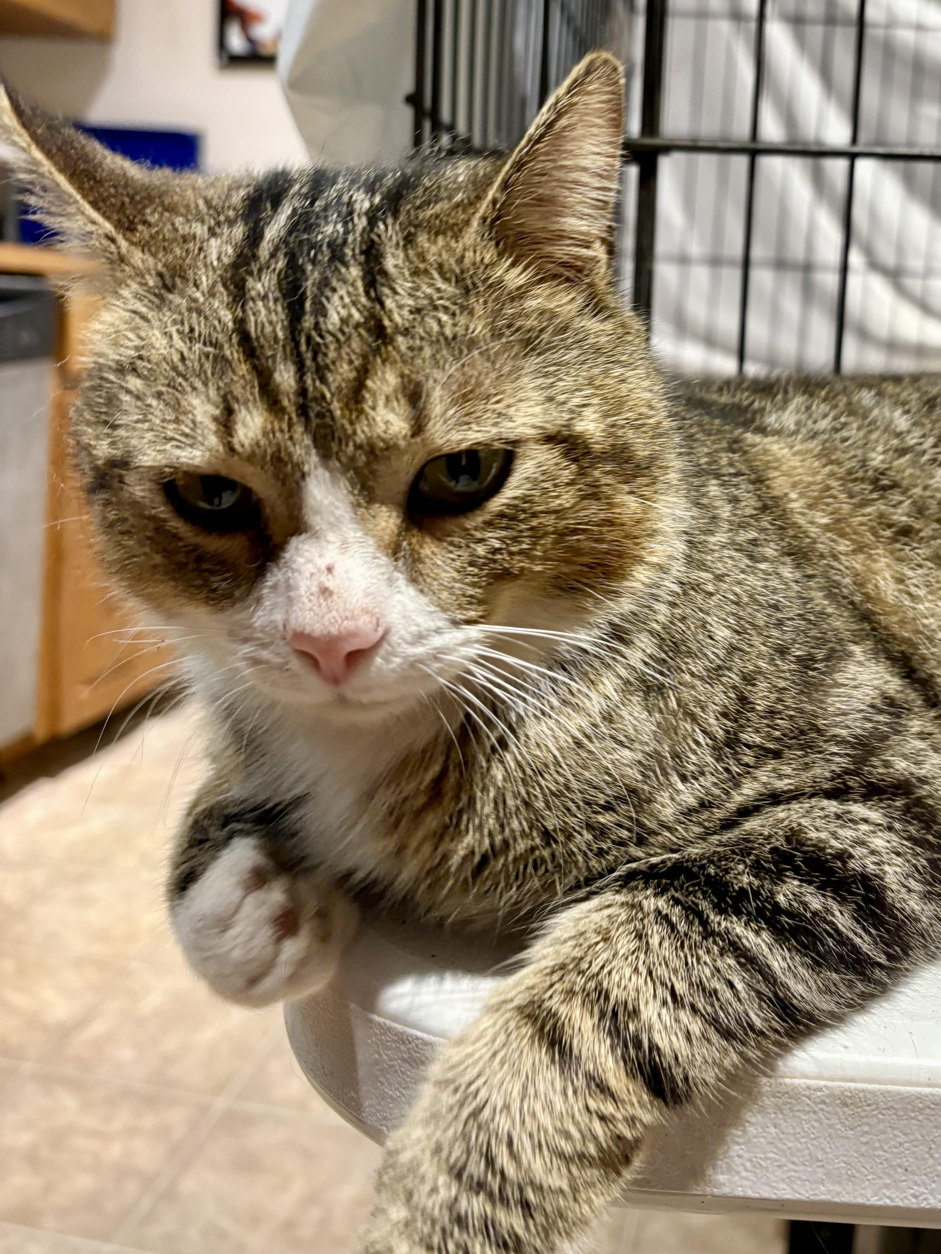 Jalaapa, a Adoptable Domestic Short Hair in LITTLE MOUNTAIN, SC image 2/2