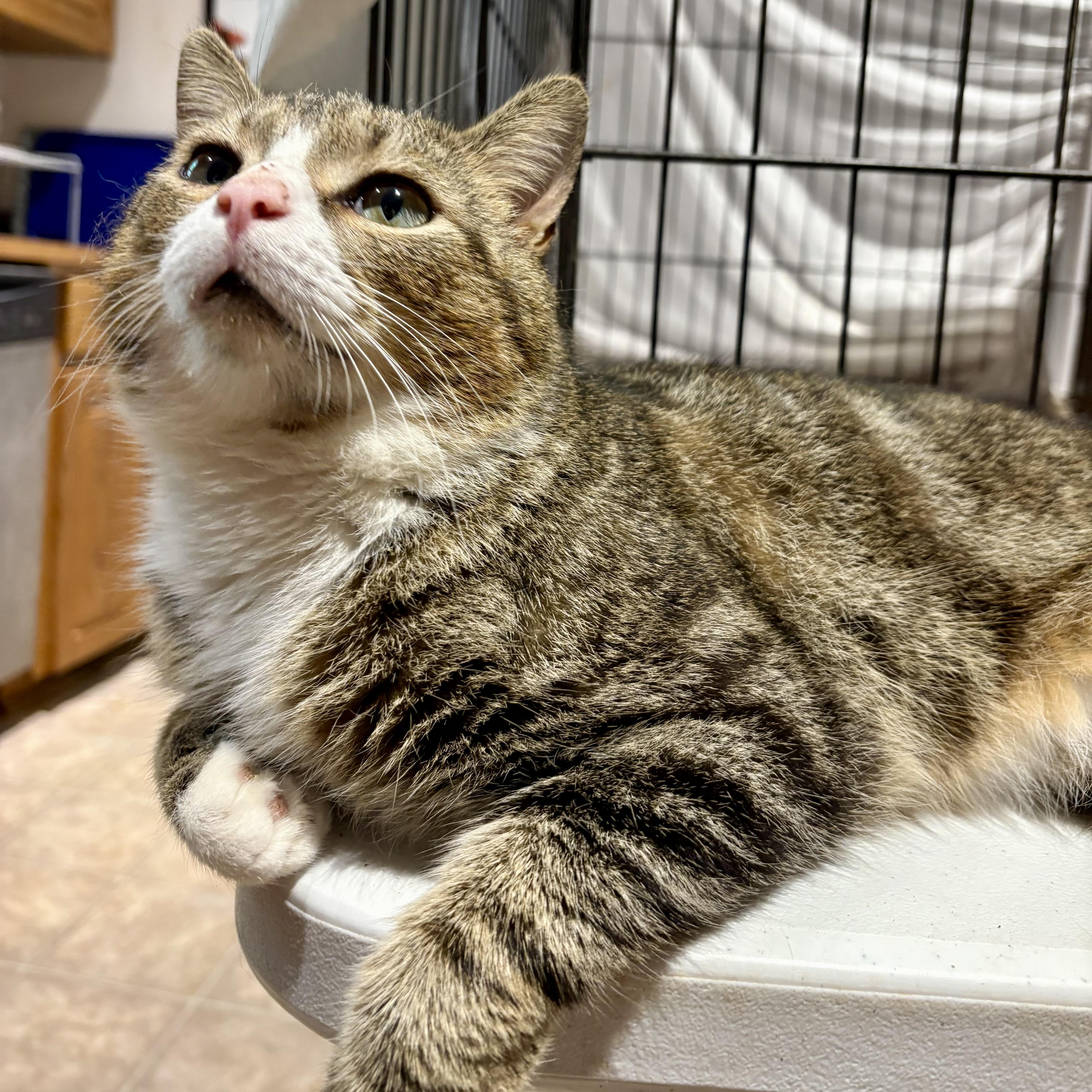 Jalaapa, Adoptable, Adult Male Domestic Short Hair.