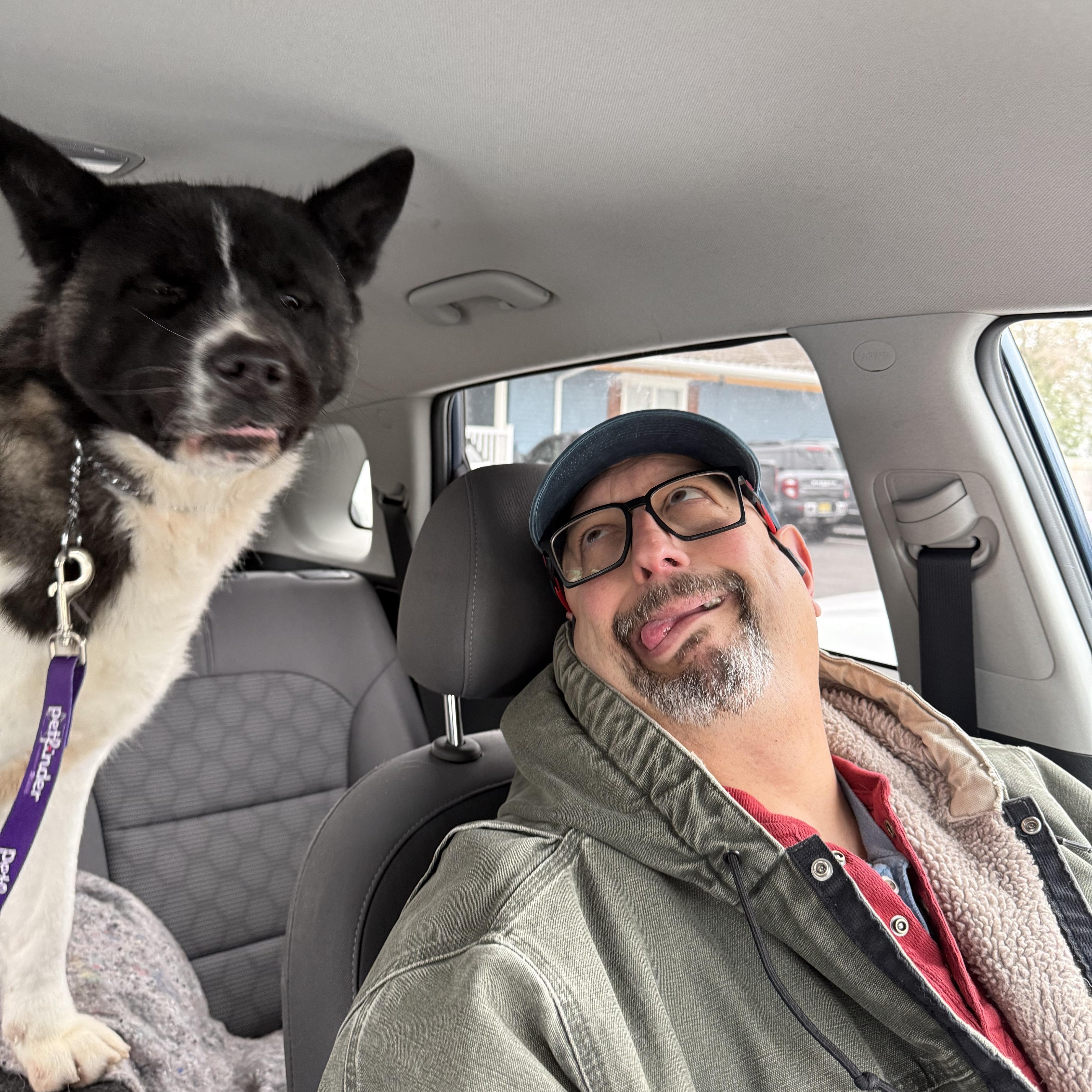 Tardy, a ADOPTABLE Akita in Toms River, NJ image 4/5