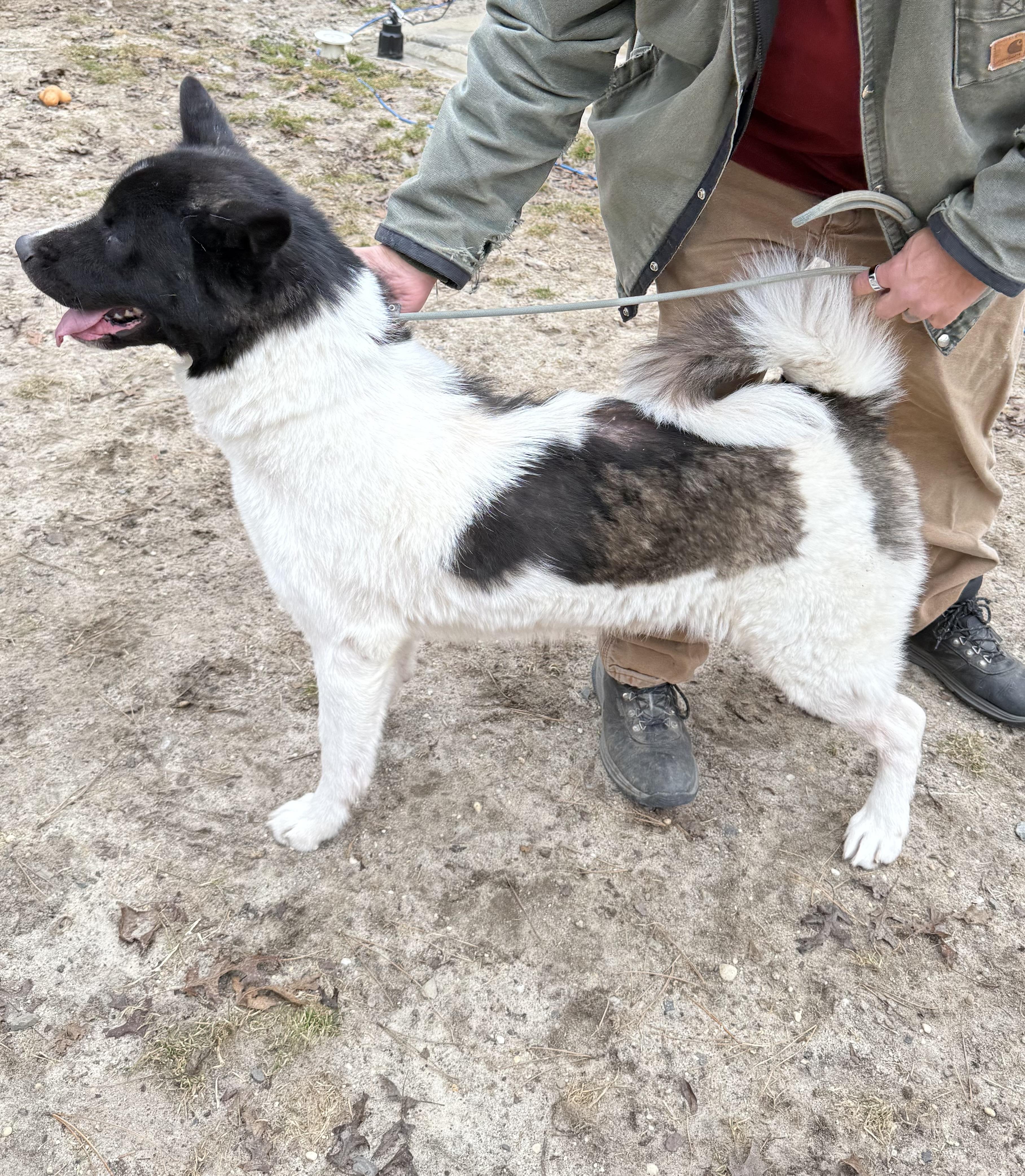 Tardy, a ADOPTABLE Akita in Toms River, NJ image 3/5