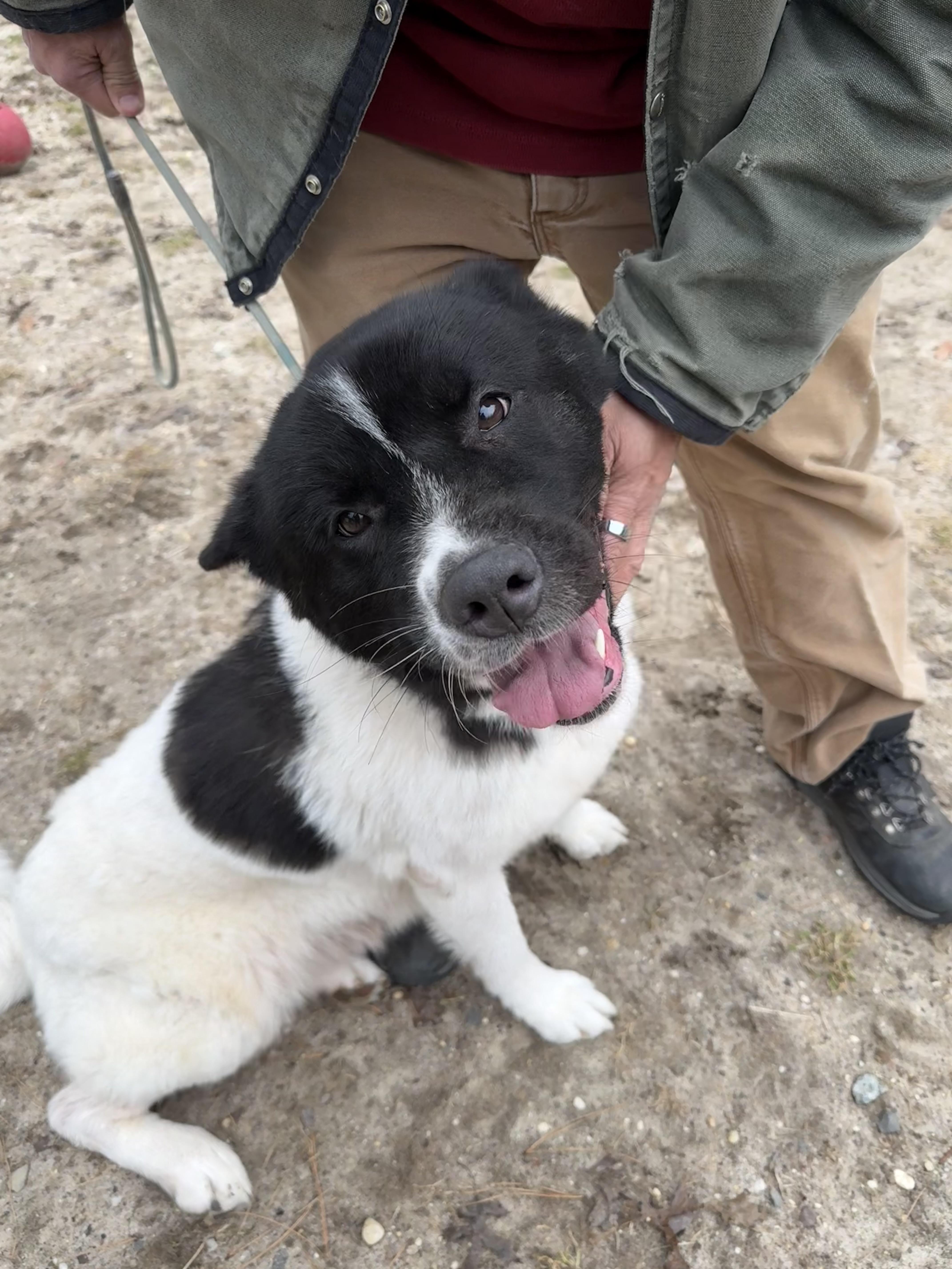 Tardy, a ADOPTABLE Akita in Toms River, NJ image 1/5