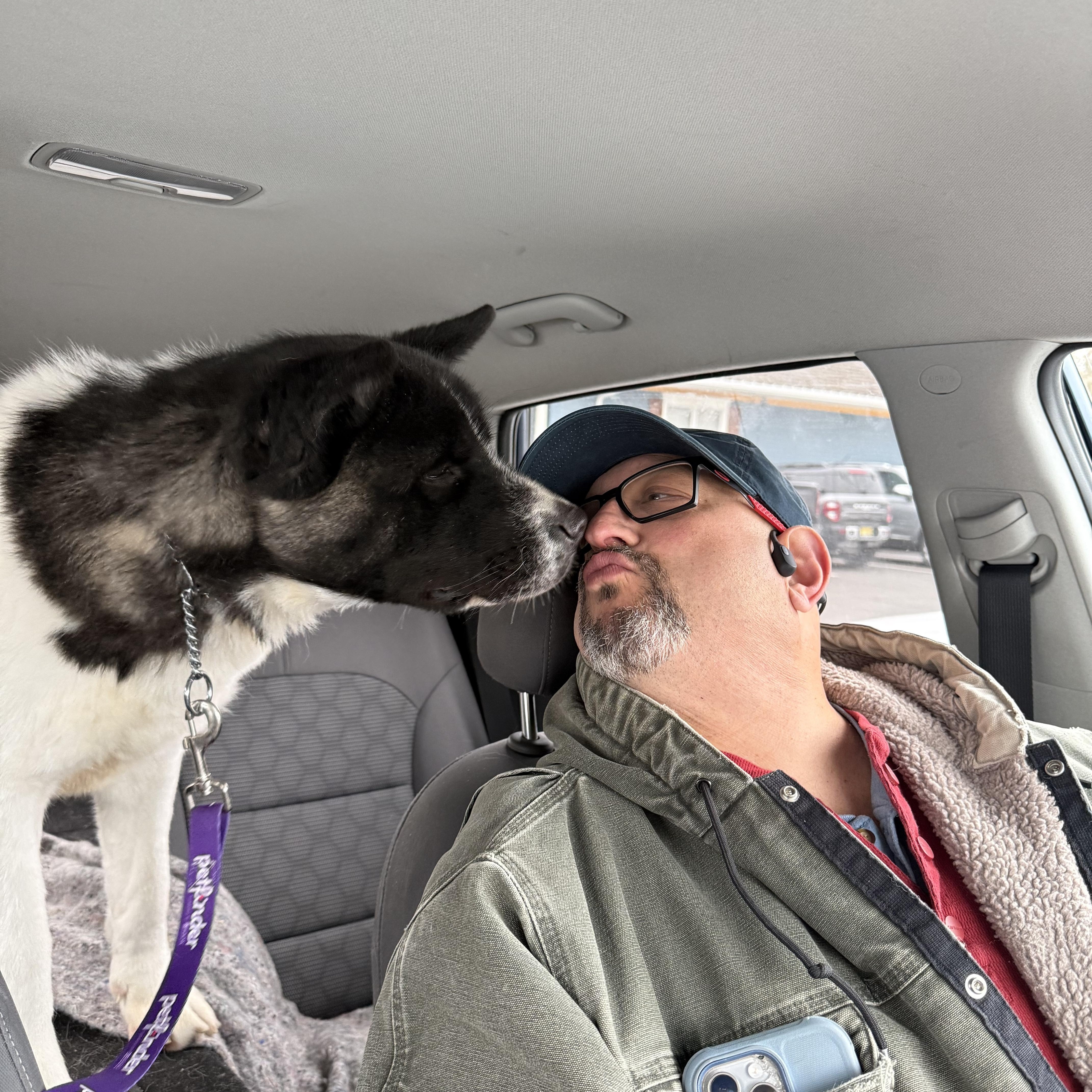 Tardy, a ADOPTABLE Akita in Toms River, NJ image 2/5