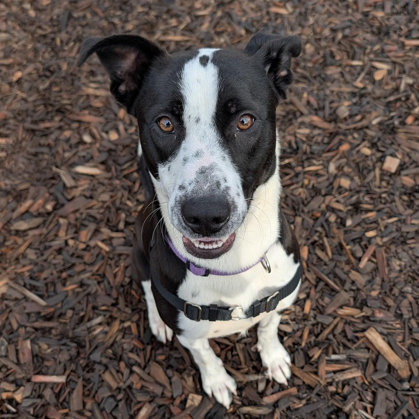 Olga, a ADOPTABLE mixed breed in Bellingham, WA image 2/6