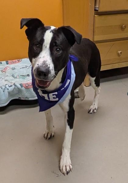 Olga, a ADOPTABLE mixed breed in Bellingham, WA image 5/6